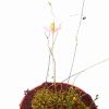Przykladowe oferowane sztuki/ egzemplary plants 